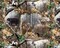 Advantage Wildlife, Bear, Dear, Ducks Edible Icing Image Cake Topper (1/4 Sheet)